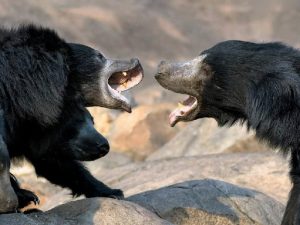Спор медведей губачей